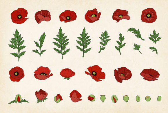 Colored Poppy SVG Vector Bundle for Crafting and Design